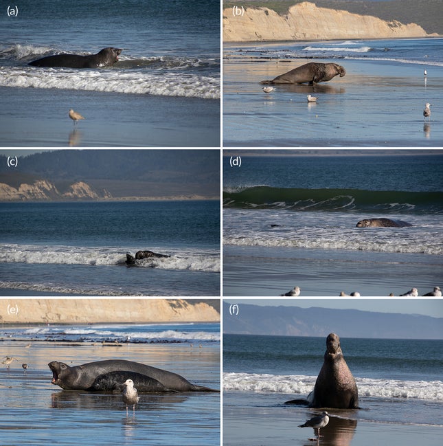 An image of the article entitled Male elephant seal saves pup from drowning in a rare act of inter-species heroism